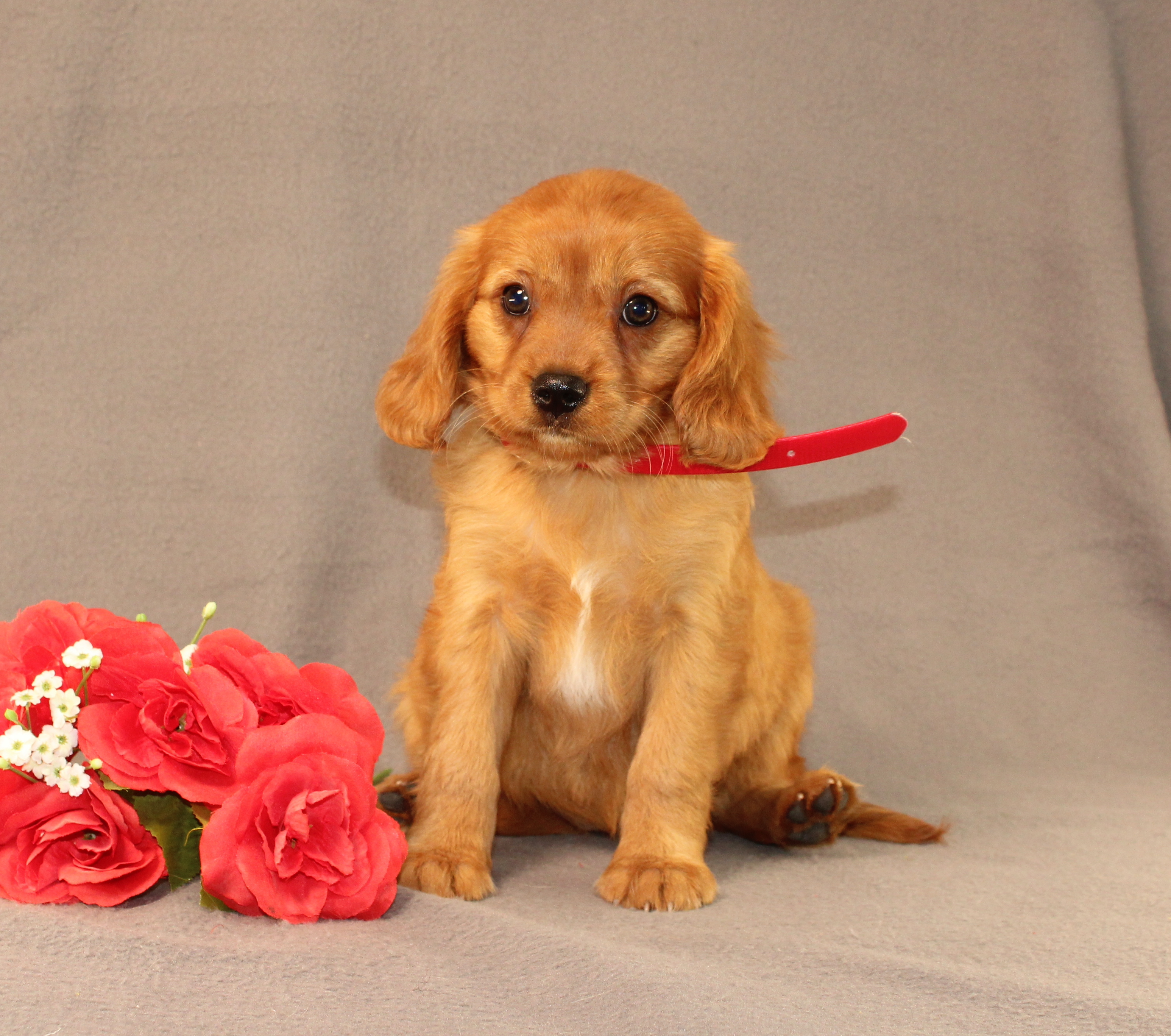 puppy, for, sale, Miniature Golden Retriever, Ivan J. Stoltzfus, dog, breeder, Dornsife, PA, dog-breeder, puppy-for-sale, forsale, nearby, find, puppyfind, locator, puppylocator, aca